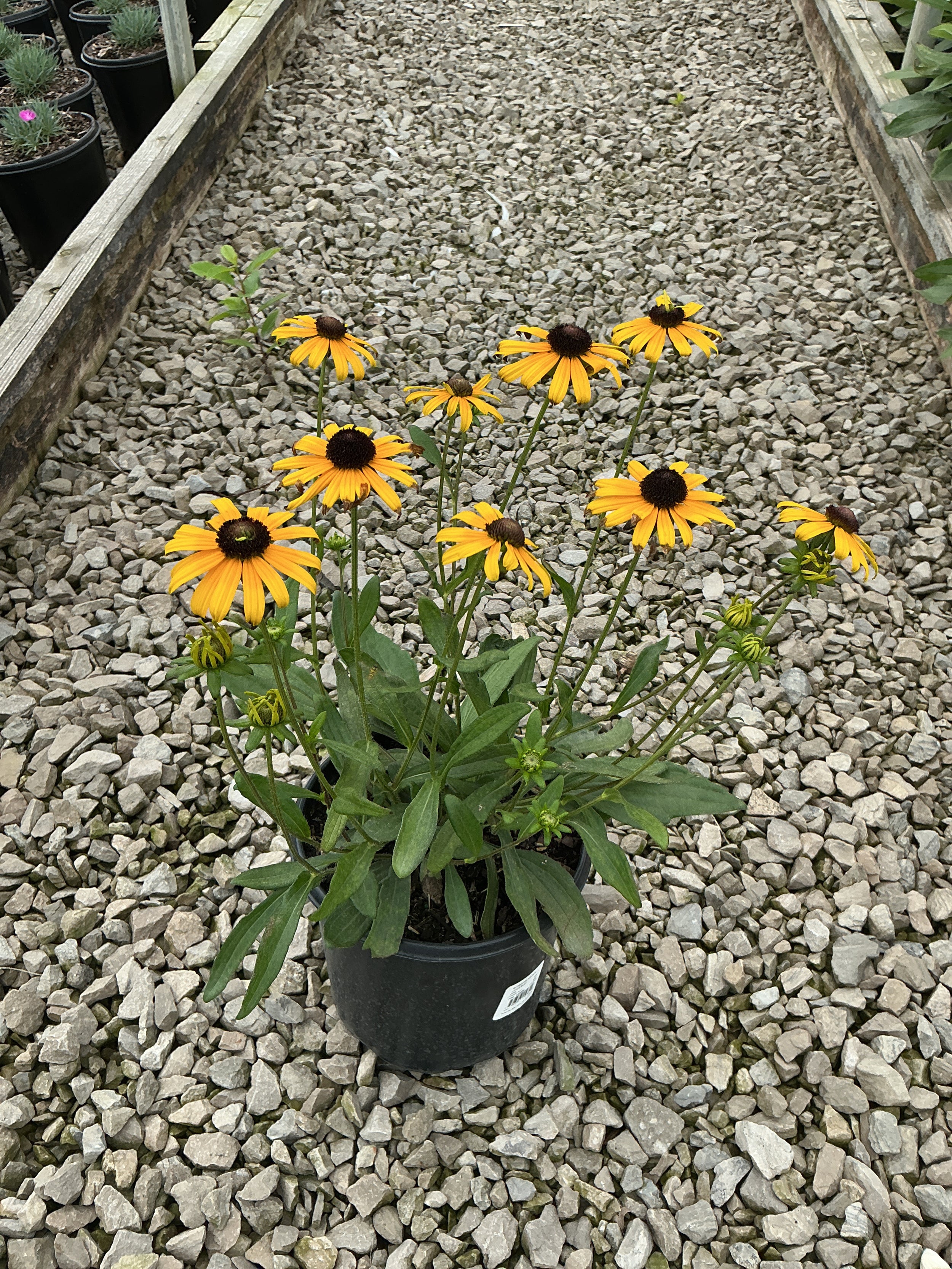Rudbeckia fulgida 'Little Suzy'