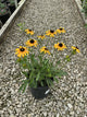 Rudbeckia fulgida 'Little Suzy'