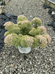 Sedum pure 'Joy'