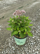 Eupatorium x 'Rosie Josie'
