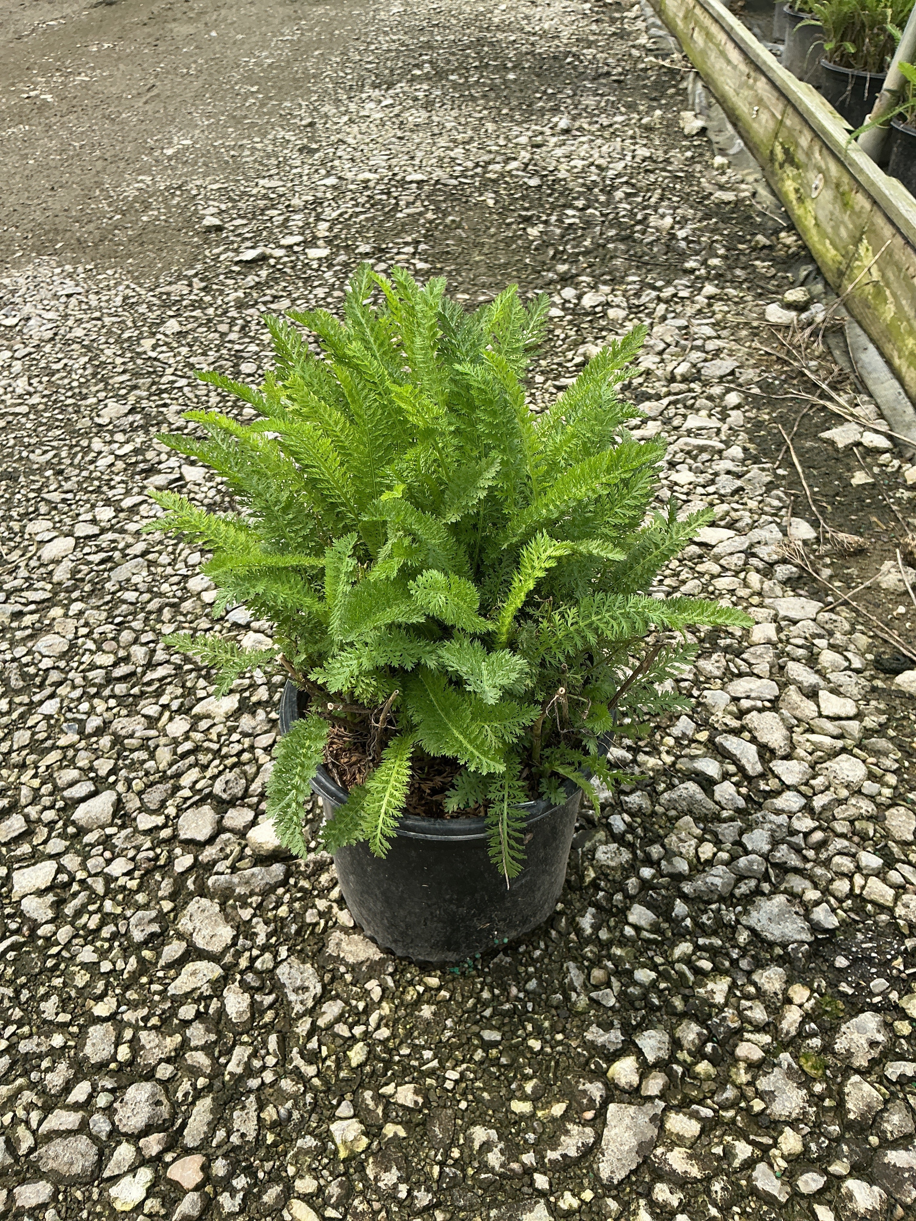Achillea millefolium 'Sunny Seduction'