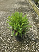 Achillea millefolium 'Sunny Seduction'