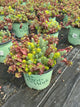 Sedum 'Flaming Flaming Carpet'