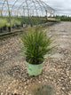 Panicum virgatum ‘Dream Catcher Smoky Rose’