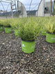 Miscanthus 'M. S. Bandwidth'