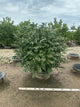 Euonymus alatus 'Compactus'