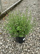 Calamintha 'Ssp Nepeta'