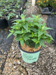 Monarda 'Sugar Buzz Grape Gumball'