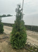 Thuja occidentalis 'American Pillar'