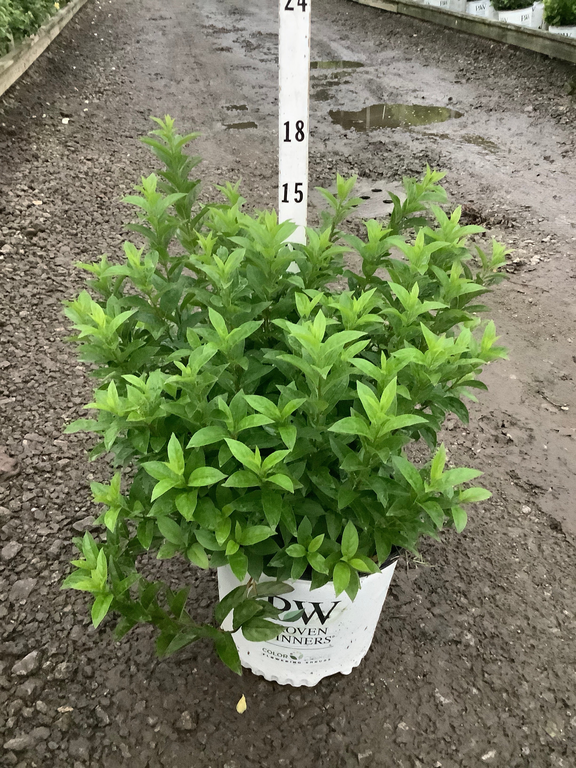 Itea fizzy 'Mizzy'