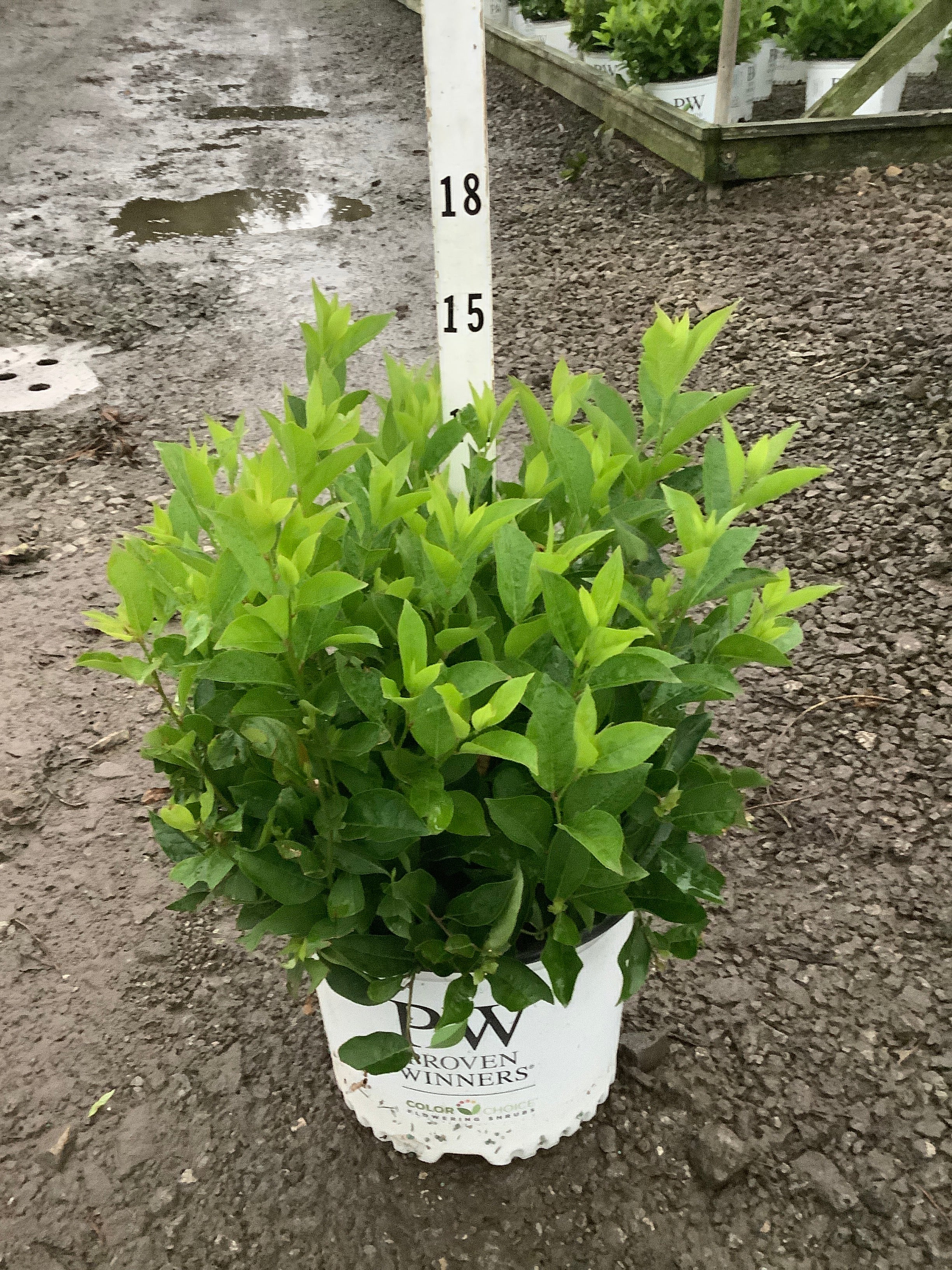 Itea virginica 'Sprich'