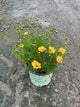 Coreopsis x 'Lil Bang Goldi Locks'