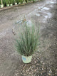 Schizachyrium scoparium 'Prairie Blues'