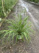 Andropogon gerardii 'And. G Big Bluestem'