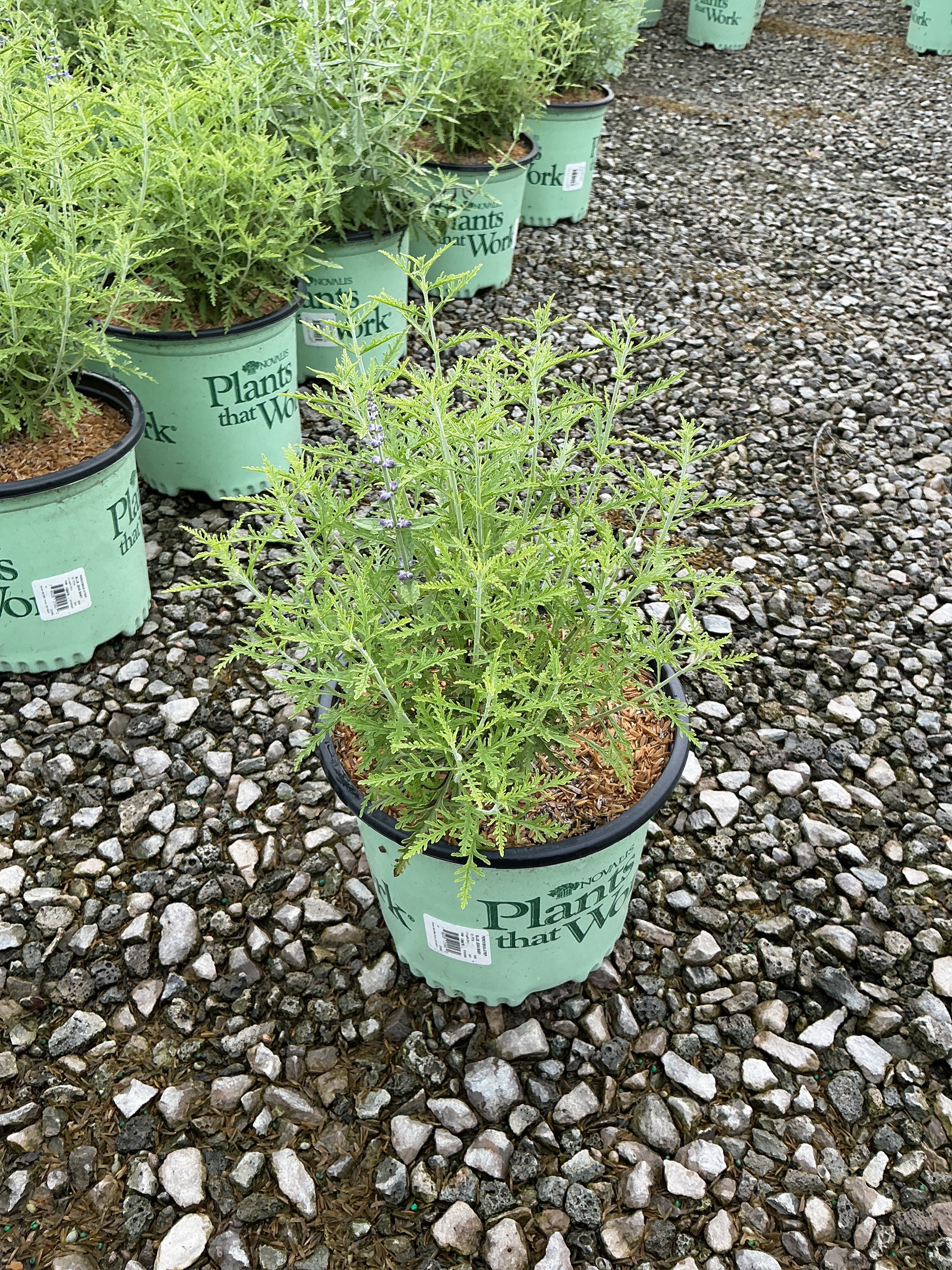 Perovskia atriplicifolia 'Blue Jean Baby'