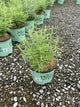 Perovskia atriplicifolia 'Blue Jean Baby'