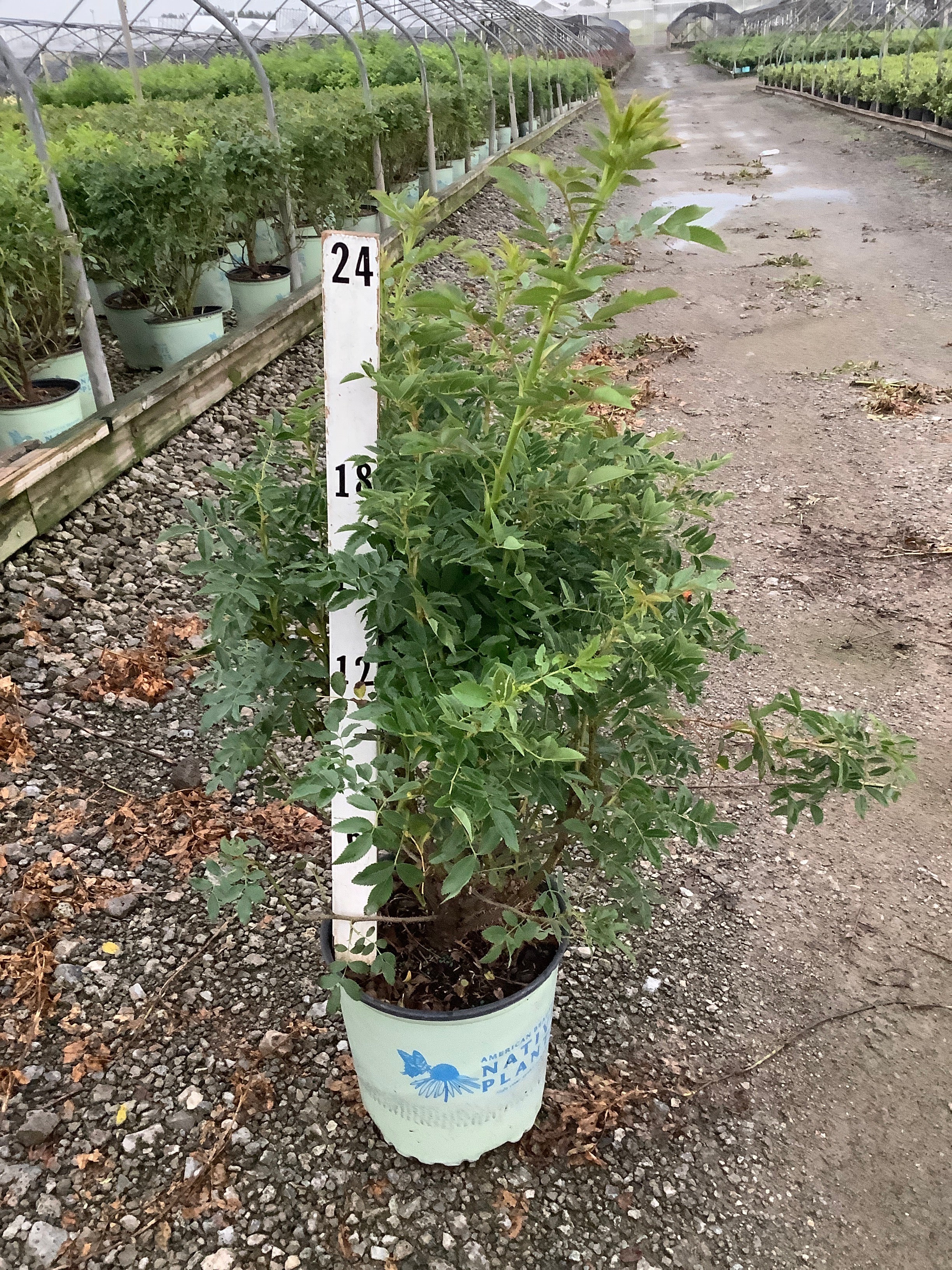 Rosa virginiana