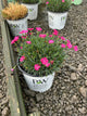 Dianthus paint 'The Town Magenta'