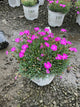 Dianthus paint 'The Town Fuchsia'