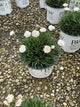 Dianthus hybrid 'Whipped Cream'