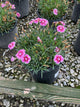 Dianthus 'Everbloom Plum Glory'
