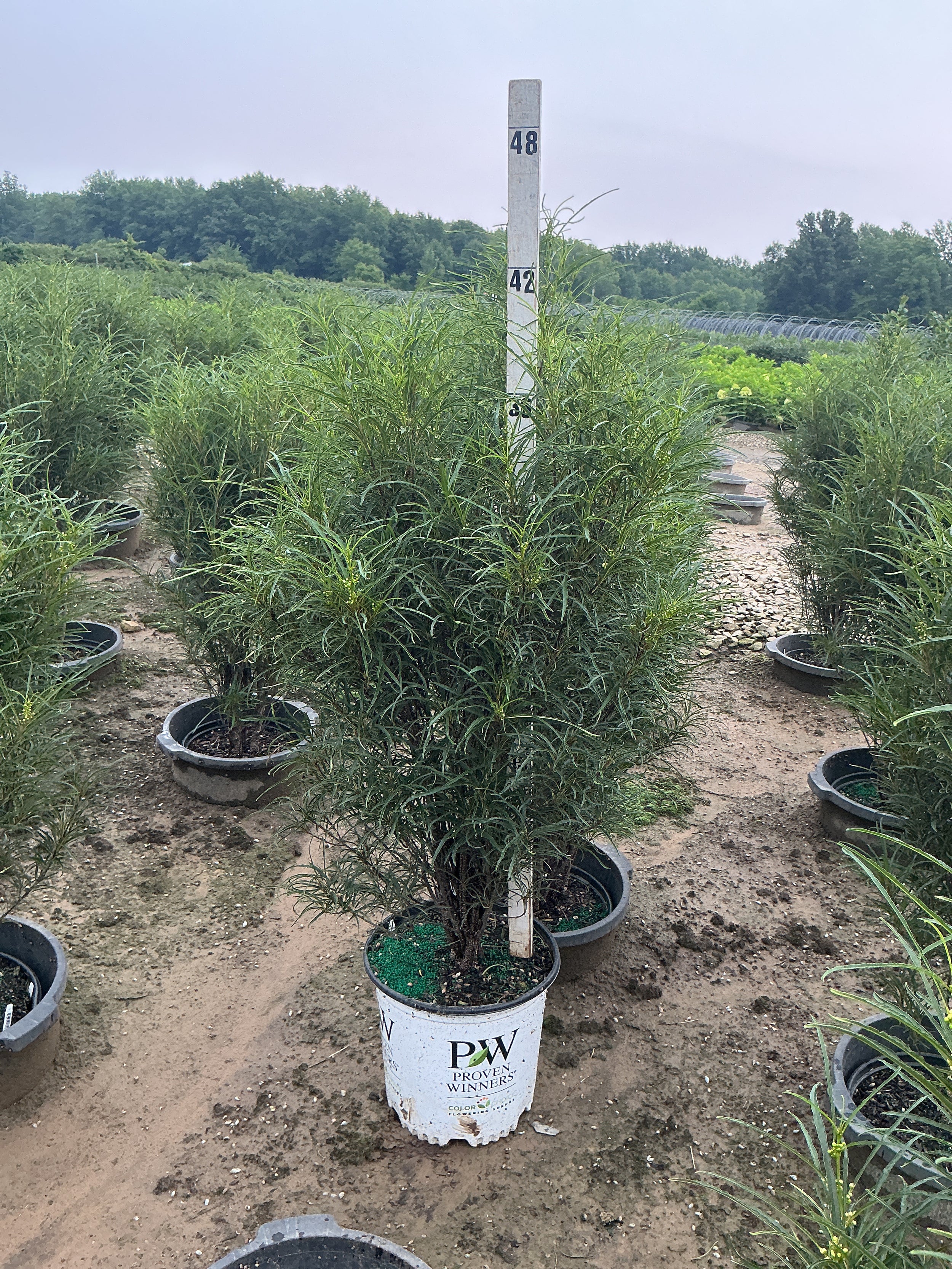 Rhamnus frangula 'Ron Williams'