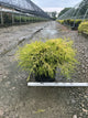 Chamaecyparis pisifera 'Mops'