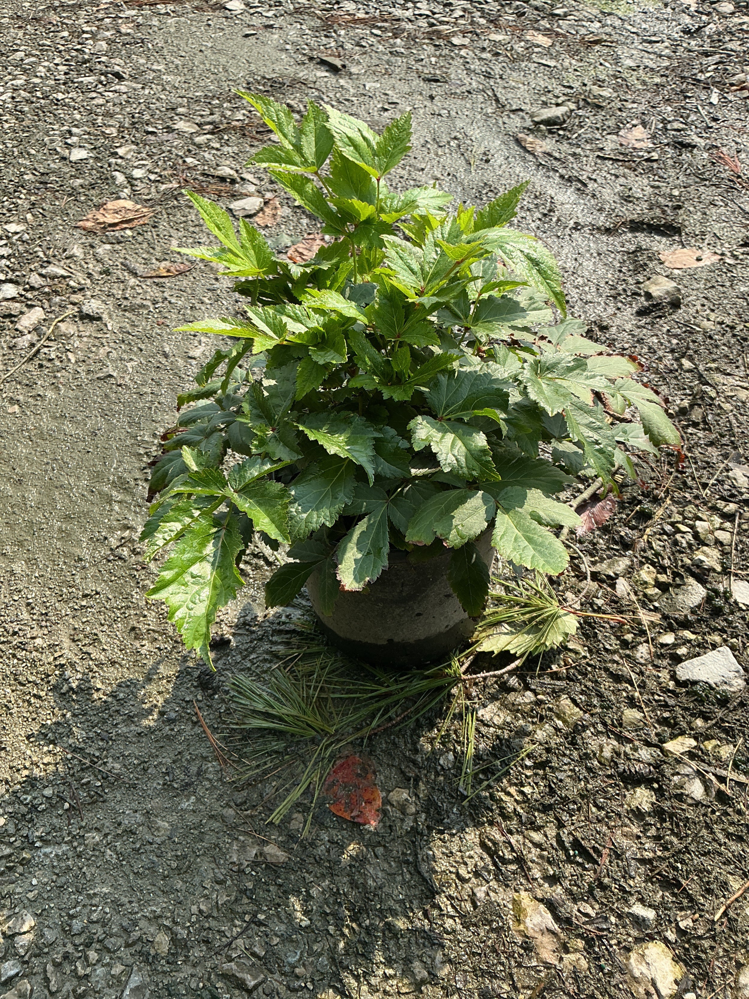 Astilbe japonica 'Rheinland'
