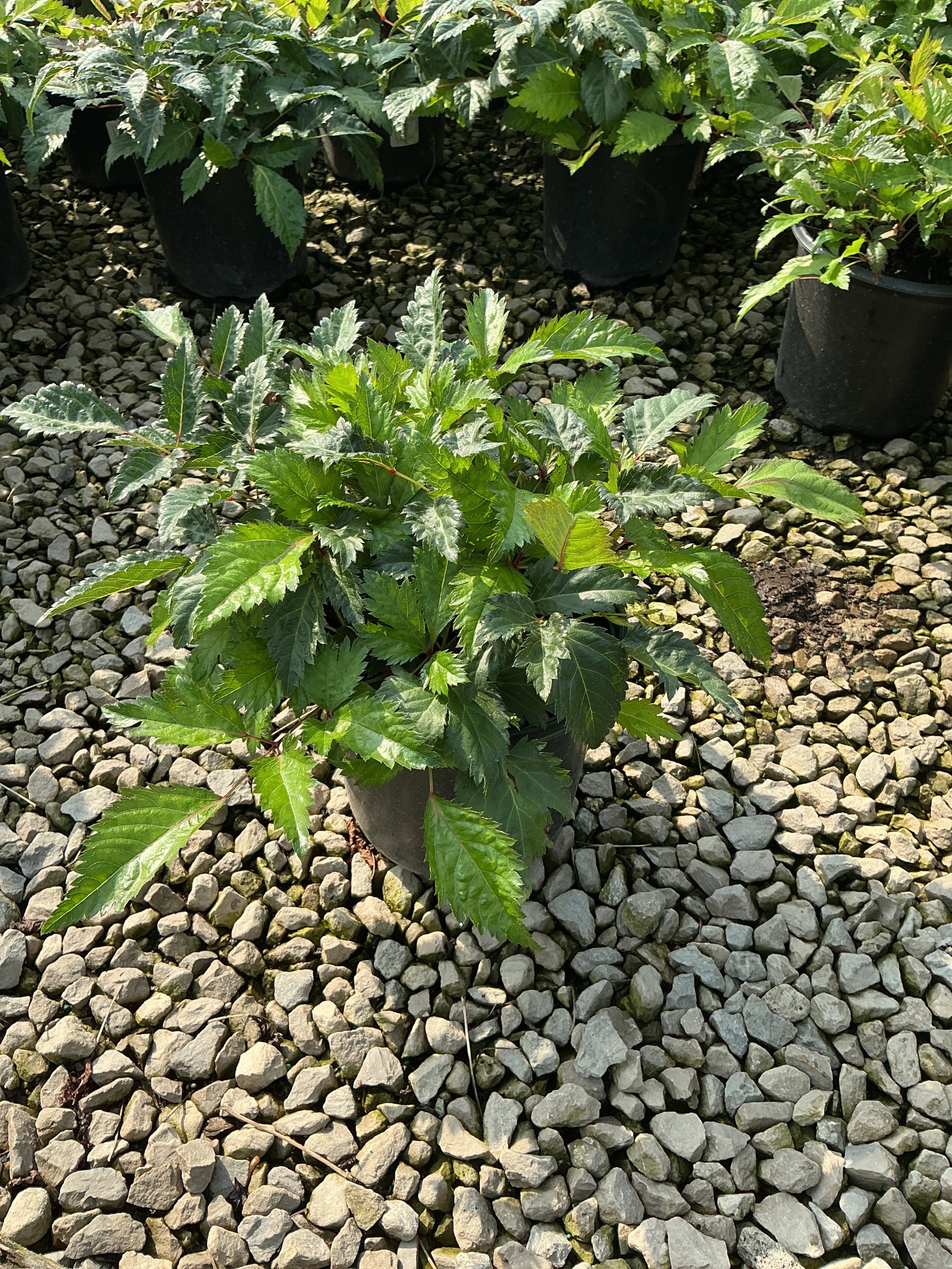 Astilbe x arendsii 'Bridal Veil'