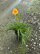 Hemerocallis stella 'Stella d'Oro'