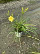 Hemerocallis going 'Going Bananas'
