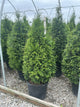 Thuja plicata 'Northern Spire'