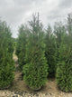 Thuja occidentalis 'American Pillar'