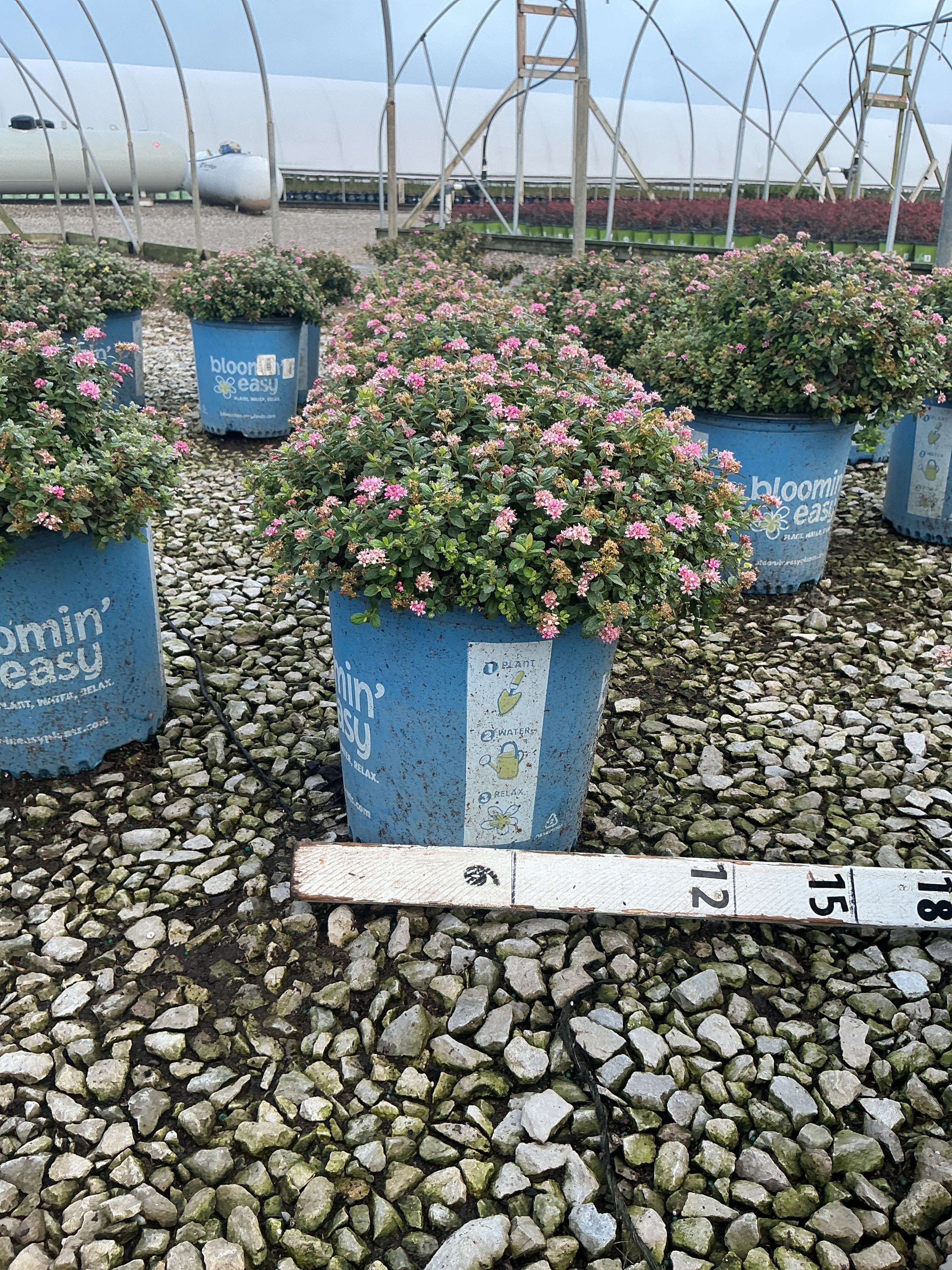 Spiraea poprocks 'Petite'