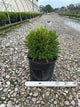 Buxus microphylla 'Green Gem'