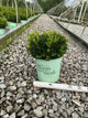Buxus microphylla 'Little Missy'