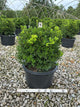 Buxus newgen 'Independence'