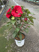 Hibiscus x 'Summerific Valentines Crush'