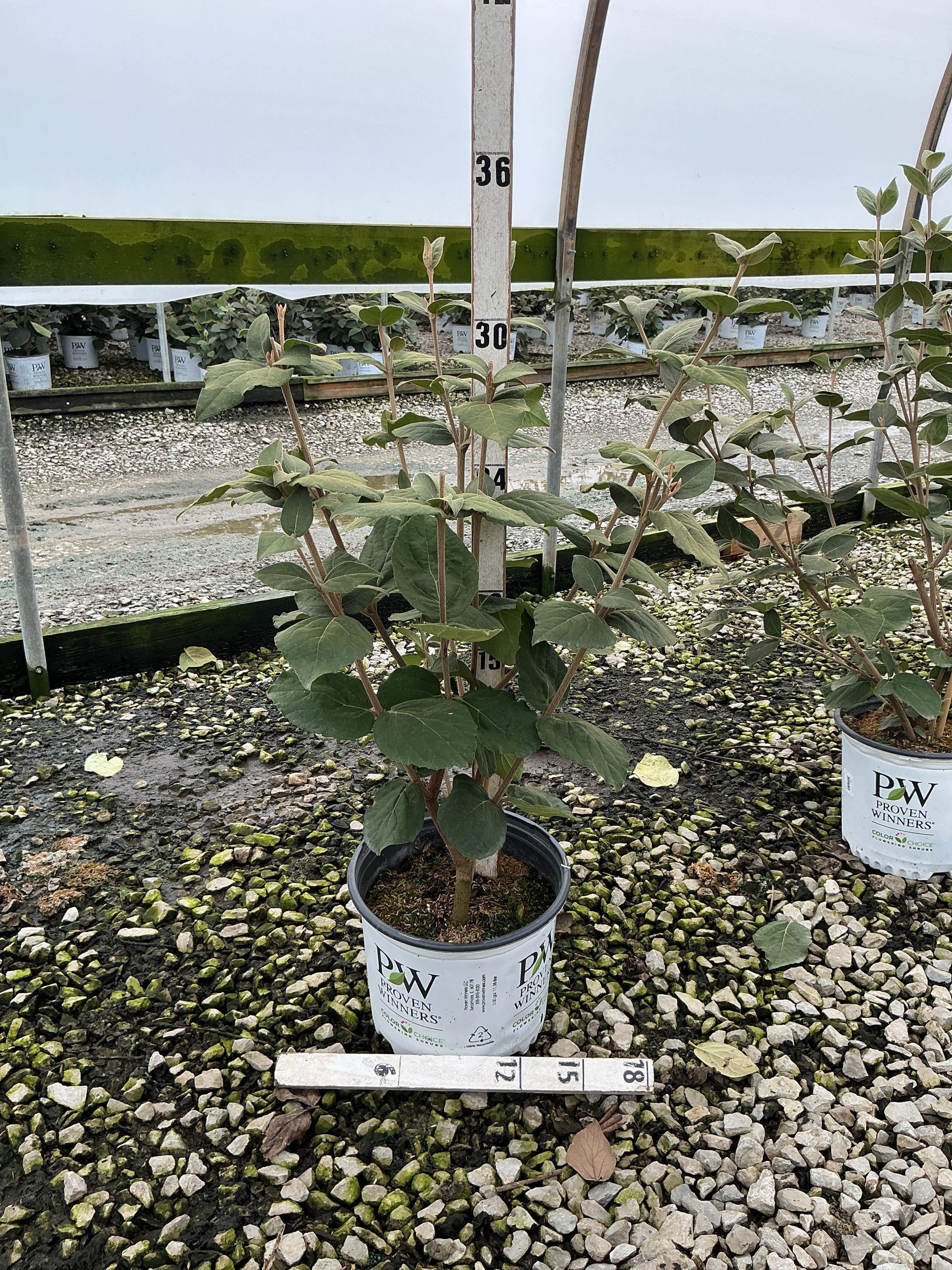 Viburnum carlesii 'Spice Girl'