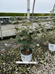 Viburnum carlesii 'Spice Girl'