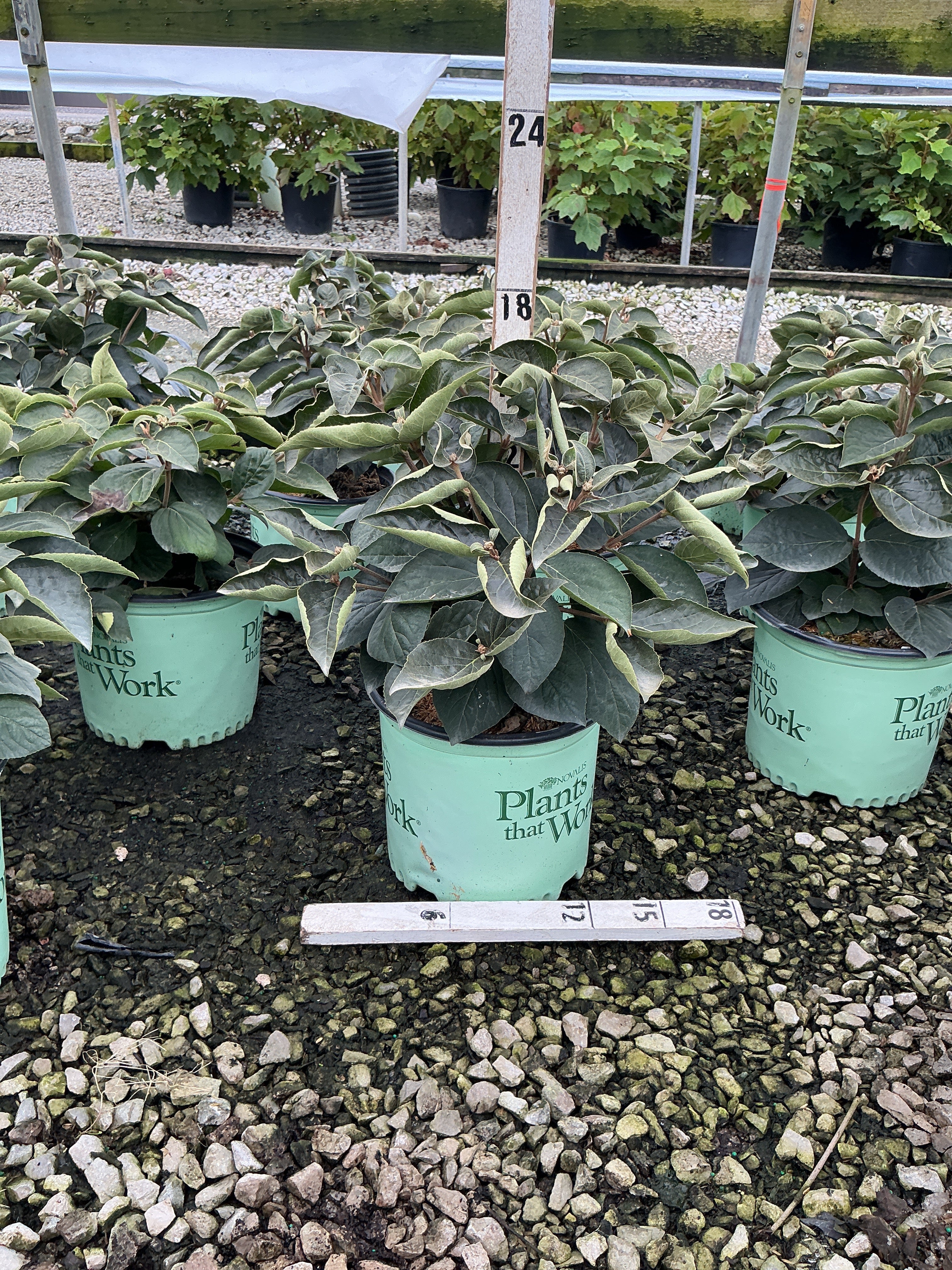 Viburnum carlesii 'Spice Island'