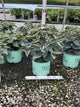 Viburnum carlesii 'Spice Island'