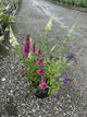 Buddleia davidii BUZZ series ‘Sky Blue’, ‘Hot Raspberry’, “ivory’