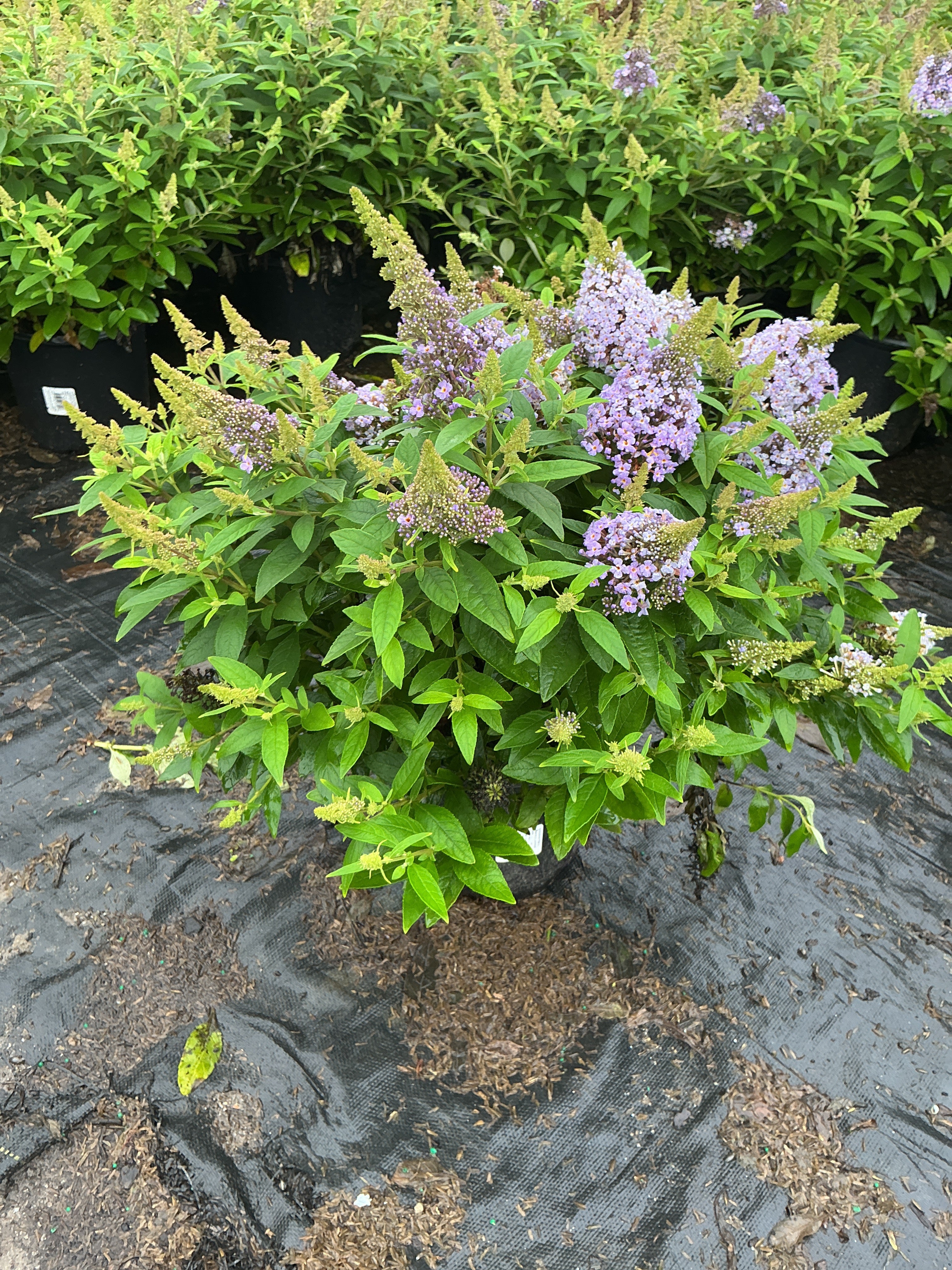 Buddleia davidii ‘Li'l Lavender’ ('BotEx 004')