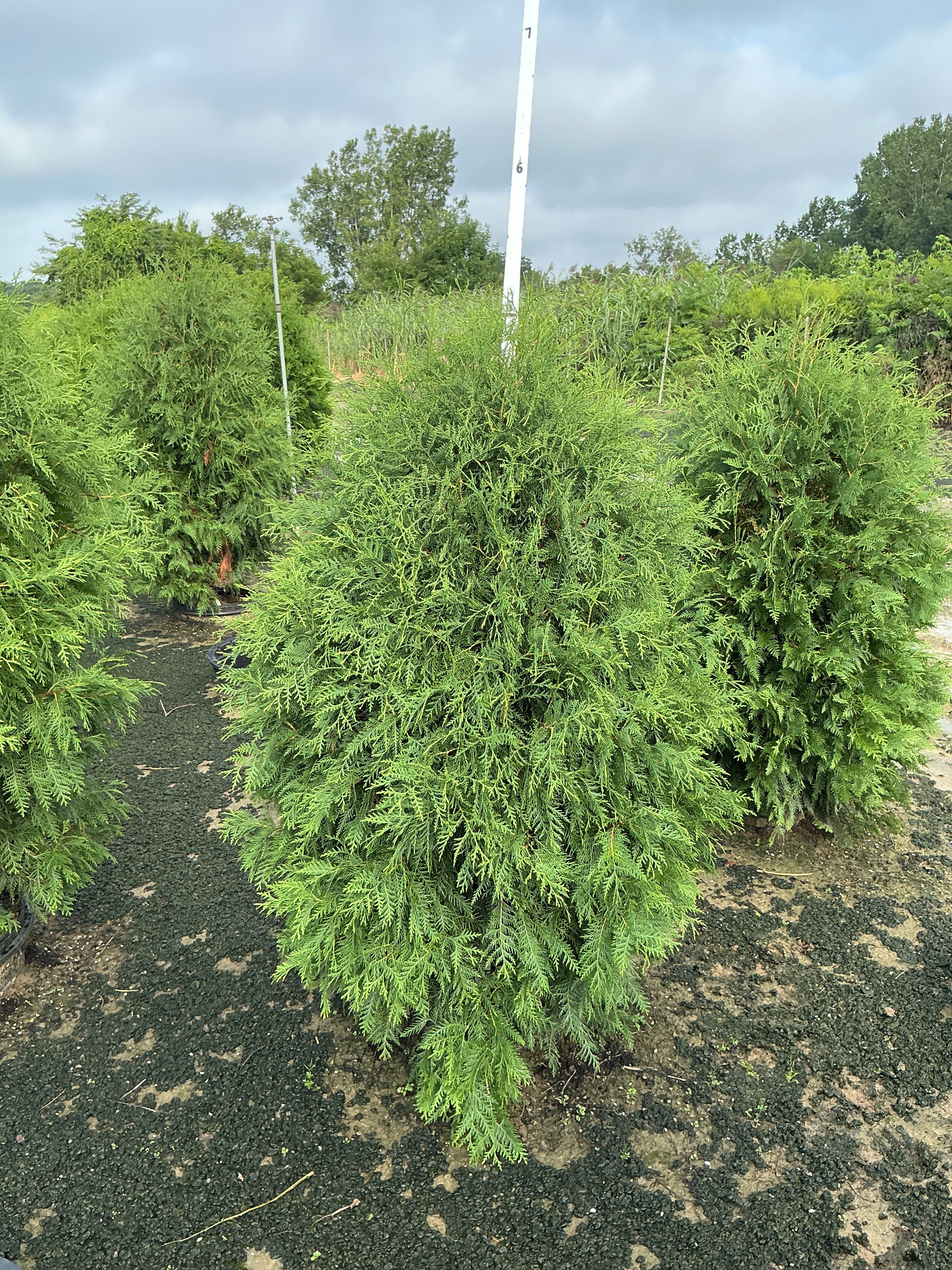 Thuja occidentalis 'Nigra'