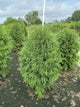 Thuja occidentalis 'Nigra'