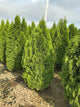 Thuja occidentalis 'Smaragd'