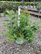 Cephalanthus O 'Crimson Comet'