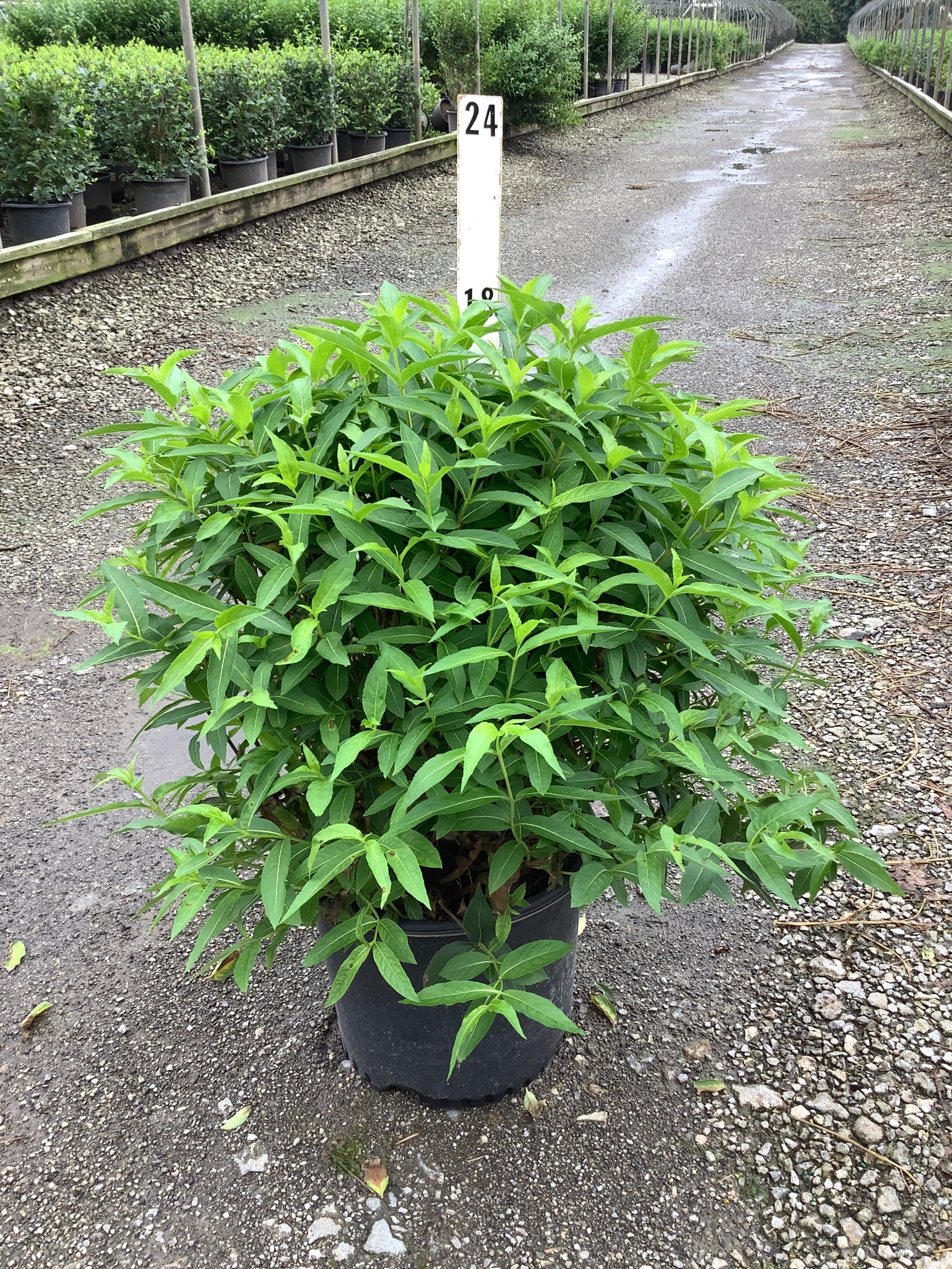 Diervilla sessilifolia 'Butterfly'