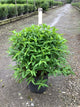 Diervilla sessilifolia 'Butterfly'